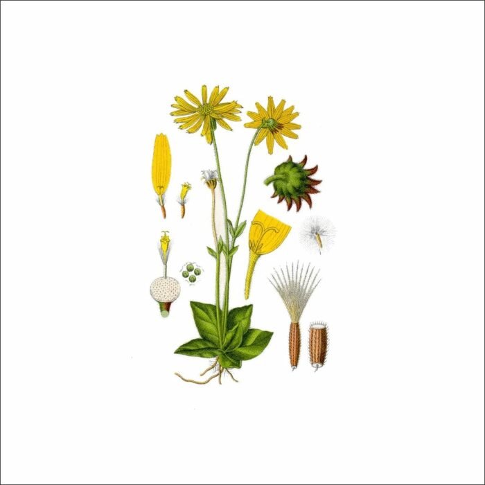 Muscle relief & recovery support – Arnica Flower